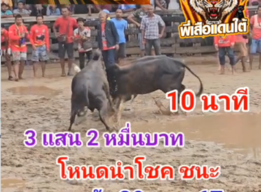 คลิปวัวชนย้อนหลัง ผลการชน โหนดนำโชคยยอดวิชาปัญญายุทธ (ไอ้ท็อก) VS ดุกด้างเพชรสายฝน (ไอ้สายฝน)