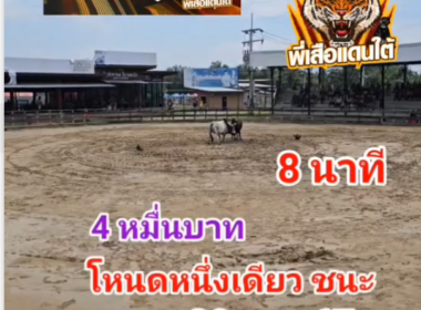 คลิปวัวชนย้อนหลัง ผลการชน โหนดหนึ่งเดียวความยุติธรรมน่าทางสู้ความเจริญ VS  ขาวงามเพชรฟ้าประทาน (ไอ้ขาว)