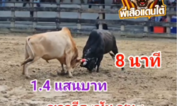 คลิปวัวชนย้อนหลัง ผลการชน ขาววีระชัย (ไอ้ขาว)  VS ดุกด้างสิงห์นักล่าราชาทรัพย์