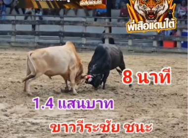 คลิปวัวชนย้อนหลัง ผลการชน ขาววีระชัย (ไอ้ขาว)  VS ดุกด้างสิงห์นักล่าราชาทรัพย์