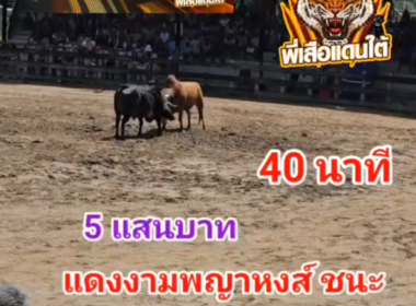 คลิปวัวชนย้อนหลัง ผลการชน โหนดเทพบุตรเอราวัณ (โหนดบ้า) VS แดงงามพญาหงส์ (ไอ้ลูกแดง)