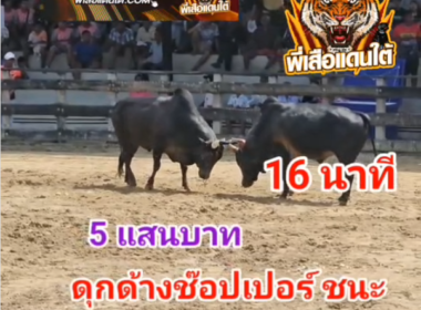 คลิปวัวชนย้อนหลัง ผลการชน ดุกด้างแซมก้องฟ้าลีลาชัย (ช๊อปเปอร์)  VS โหนดท้องลายเพชรเฉลิมชัย (เกียร์อา)