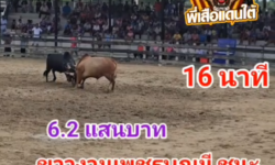 คลิปวัวชนย้อนหลัง ผลการชน ขาวงามเพชรบุญมี (ขุนไกร)  VS นิลเจ้าปัญญา (ลูกนิล)