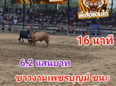 คลิปวัวชนย้อนหลัง ผลการชน ขาวงามเพชรบุญมี (ขุนไกร)  VS นิลเจ้าปัญญา (ลูกนิล)