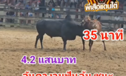 คลิปวัวชนย้อนหลัง ผลการชน ดุกด้างดาวพระศุกร์ (เสือดำ)  VS ลันดางามฟันล้ม (ยี่บัน)