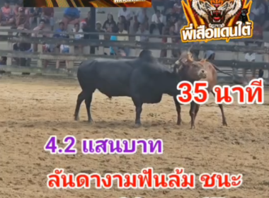 คลิปวัวชนย้อนหลัง ผลการชน ดุกด้างดาวพระศุกร์ (เสือดำ)  VS ลันดางามฟันล้ม (ยี่บัน)