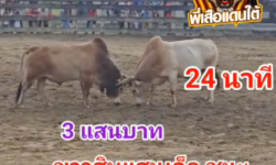 คลิปวัวชนย้อนหลัง ผลการชน ขาวงามมงกุฎเพชร (สายฟ้า)  VS ขาวงามสิบแสนเล็ก (พี่เสือ)