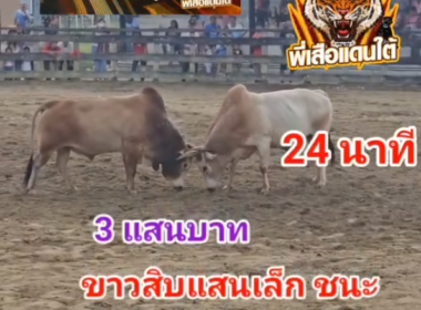 คลิปวัวชนย้อนหลัง ผลการชน ขาวงามมงกุฎเพชร (สายฟ้า)  VS ขาวงามสิบแสนเล็ก (พี่เสือ)