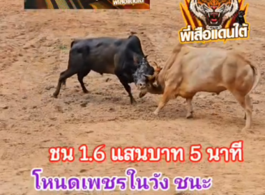 คลิปวัวชนย้อนหลัง ผลการชน ขาวงามหัวยตีนเป็ด เพชรสังหาร (ก่ามัน)  VS โหนดพชรในวัง