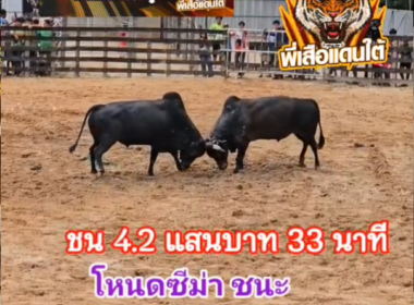 คลิปวัวชนย้อนหลัง ผลการชน นิลงามปืนกล (คุณทองเอก)  VS โหนดงามดิเซฟติคอน (ซีนม่าร์)