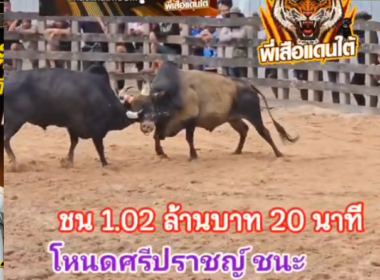 คลิปวัวชนย้อนหลัง ผลการชน โหนดสิงห์ราชเดโชไช (ศรีปราชญ์) VS ดุกด้างเมืองศรีวิชัย (สมรัก)