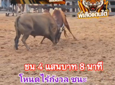 คลิปวัวชนย้อนหลัง ผลการชน ลายปาเลตต้า (ไร้กังวล)  VS ลังสาดเพชรผ่อง (ไข่ดำ)