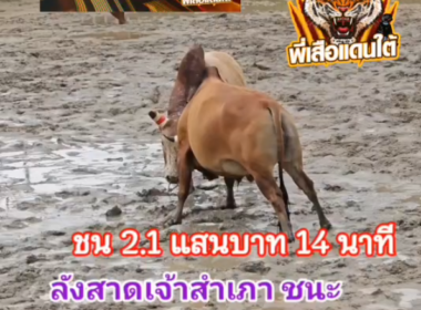 คลิปวัวชนย้อนหลัง ผลการชน ลังสาดสำเภาสิงห์พยัคฆ์ (สำเภาทอง)  VS ขาวงามสามสหายพิชิตนำชัย (ท่านเกลอ)