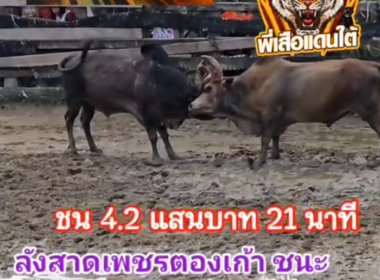 คลิปวัวชนย้อนหลัง ผลการชน ดุกด้างสิงห์คีรี (ดีดติ้ง)  VS ลังสาดเพชรตองขาว (อ้ายมาเฟีย)