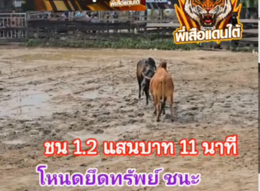 คลิปวัวชนย้อนหลัง ผลการชน แดงงามเทพลีลายุทธ (อ้ายสุดสุด)  VS  โหนดยึดทรัพย์ (เบี้ยดอก)