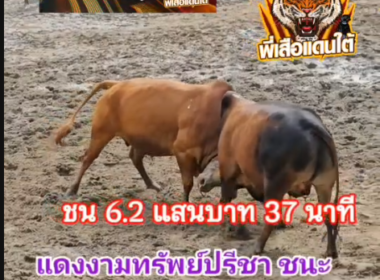 คลิปวัวชนย้อนหลัง ผลการชน ลายสมใจนึก (เพชรโท) VS  แดงงามทรัพย์ปรีชา (อ้ายสำอางค์)