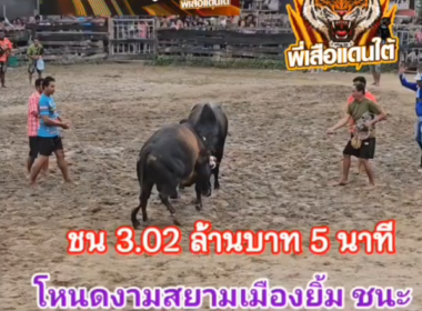 คลิปวัวชนย้อนหลัง ผลการชน นิลพญานาคิน  VS  โหนดงามสยามเมืองยิ้ม (อ้ายแคง)