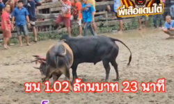 คลิปวัวชนย้อนหลัง ผลการชน โหนดคชสาร (อ้ายพลาย)  VS  นิลงามเทพประธาน (ลูกเก้า)