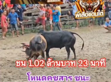 คลิปวัวชนย้อนหลัง ผลการชน โหนดคชสาร (อ้ายพลาย)  VS  นิลงามเทพประธาน (ลูกเก้า)