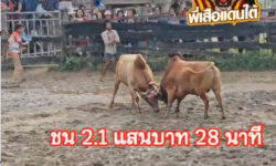 คลิปวัวชนย้อนหลัง ผลการชน ขาวภานุวิทย์นำทรัพย์  VS  ขาวงามเหนือปฐพียอดมีชัย (ลูกเพชร)