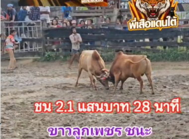 คลิปวัวชนย้อนหลัง ผลการชน ขาวภานุวิทย์นำทรัพย์  VS  ขาวงามเหนือปฐพียอดมีชัย (ลูกเพชร)