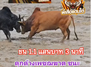 คลิปวัวนย้อนหลัง ผลการชน ลายวันมีชัย (เตชิน)  VS ดุกด้างเพชฌฆาตทายาทนำทรัพย์