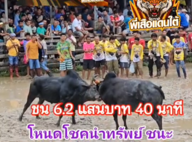 คลิปวัวชนย้อนหลัง ผลการชน โหนดโชคนำทรัพย์ (ดำดี)  VS  ดุกด้างสิงห์ตะวัน (ตะวันฉาย)