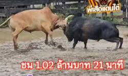 คลิปวัวชนย้อนหลัง ผลการชน โหนดสหายศึก (บักกรน)  VS ขาวงามอัศวินพิชิตชัย (รอนนี่)