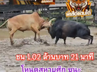 คลิปวัวชนย้อนหลัง ผลการชน โหนดสหายศึก (บักกรน)  VS ขาวงามอัศวินพิชิตชัย (รอนนี่)