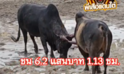 คลิปวัวชนย้อนหลัง ผลการชน โหนดหลังขาวสิงห์พยัคฆ์นักล่า  VS นิลดาราเล็ก (ก๊องแก๊งน้อย)