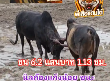 คลิปวัวชนย้อนหลัง ผลการชน โหนดหลังขาวสิงห์พยัคฆ์นักล่า  VS นิลดาราเล็ก (ก๊องแก๊งน้อย)