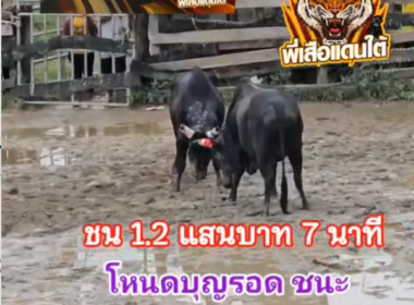 คลิปวัวชนย้อนหลัง ผลการชน โหนดมงคลเพชร (บุญรอด)  VS  โหนดแซมใจเด็ดเพชรทวีทรัพย์ (ดีเซลเล็ก)