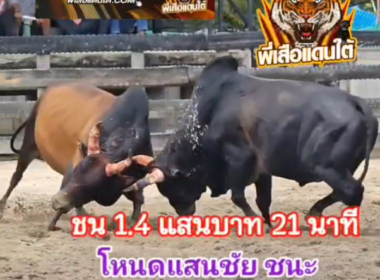 คลิปวัวชนย้อนหลัง ผลการชน โหนดคมพยัคฆ์พิทักษ์นำชัยเพชรน้ำข้าว VS โหนดแสนชัย