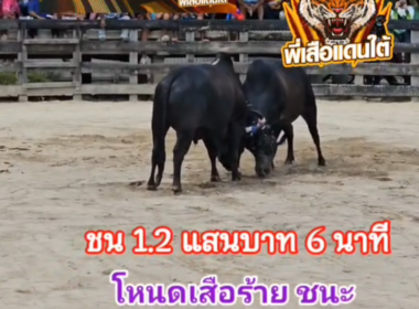 คลิปวัวชนย้อนหลัง ผลการชน โหนดหลังขาวพยัคฆ์นำชัย (เสือร้าย)  VS ยักษ์เขียวจอมพลัง