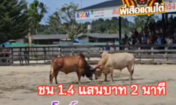 คลิปวัวชนย้อนหลัง ผลการชน โพธิ์ลูกทวดพยัคฆ์ภูมินทร์   VS ขาวนำทางสู่ความเจริญ (ไข่แดง)