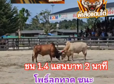 คลิปวัวชนย้อนหลัง ผลการชน โพธิ์ลูกทวดพยัคฆ์ภูมินทร์   VS ขาวนำทางสู่ความเจริญ (ไข่แดง)