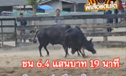 คลิปวัวชนย้อนหลัง ผลการชน ดุกด้างดีเซลน้อย (คุณชายสมิธ) VS นิลงามรุ่งเรืองชัย (ลัสต้า)