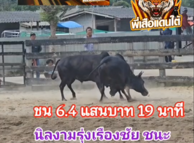 คลิปวัวชนย้อนหลัง ผลการชน ดุกด้างดีเซลน้อย (คุณชายสมิธ) VS นิลงามรุ่งเรืองชัย (ลัสต้า)