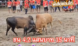 คลิปวัวชนย้อนหลัง ผลการชน ขาวงามเกียรติประกัสร์ (มณีแดง) VS โหนดเพชฌฆาตทายาททวีศักดิ์เล็ก (ไอ้อ้วน)