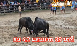 คลิปวัวชนย้อนหลัง ผลการชน ดุกด้างอัศวินเริงชัย (มนแคน) VS ดุกด้างท้องลายประกายเพชร (ไอ้แร็ปเตอร์)