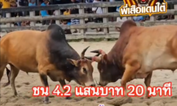 คลิปวัวชนย้อนหลัง ผลการชน ลังสาดเพชรนำชัย VS แดงงามเทพเจ้าคุณ (อ้ายพาโล)