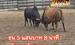 คลิปวัวชนย้อนหลัง ผลการชน โหนดเพชรมาวิน(โกโก้) VS โคลังสาดมังกรแดง