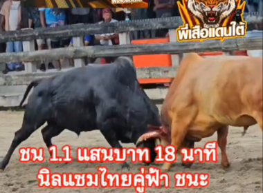 คลิปวัวชนย้อนหลัง ผลการชน นิลแซมไทยคู่ฟ้าคู่บารมี (ลูกแซม 98) VS ขาวซุปเปอร์เล็ก (จิ้มจุ่ม)