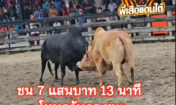 คลิปวัวชนย้อนหลัง ผลการชน ขาวอัษฎาราชาชัย (หมอสิงห์) VS โหนดวันครูจอมโหดเพลงสังหาร (วันครู)