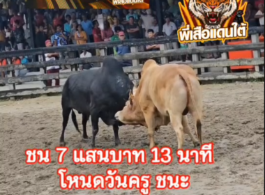 คลิปวัวชนย้อนหลัง ผลการชน ขาวอัษฎาราชาชัย (หมอสิงห์) VS โหนดวันครูจอมโหดเพลงสังหาร (วันครู)