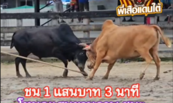 คลิปวัวชนย้อนหลัง ผลการชน โหนดแสนยานุภาพลูกกองทัพไทย  VS โพธิ์แดงแสงมณี