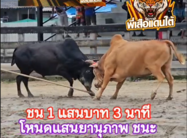 คลิปวัวชนย้อนหลัง ผลการชน โหนดแสนยานุภาพลูกกองทัพไทย  VS โพธิ์แดงแสงมณี