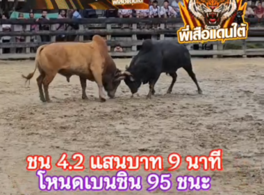 คลิปวัวชนย้อนหลัง ผลการชน โหนดเบนซิน 95 (อ้ายเบนซิน)  VS  ขาวงามนำทรัพย์ (อ้ายหัวมัน)