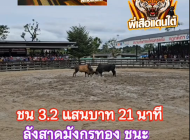 คลิปวัวชนย้อนหลัง ผลการชน ลังสาดมังกรทอง VS ดุกด้างแซมสิงห์ตะวันฉาย (รถถัง)