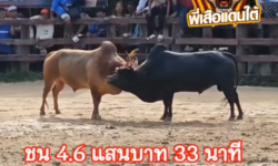 คลิปวัวชนย้อนหลัง ผลการชน แดงลีลาเด็ดเพชรนำชัย (บุญรอด)  VS นิลงามจอมโหดยอดนำชัย (เสือคล่อง)